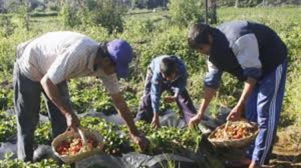 Productores de Nueva Germania anuncian entrega de víveres para familias damnificadas - .::RADIO NACIONAL::.