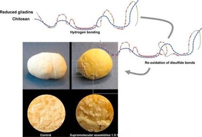Crean un método que reduce la toxicidad del gluten entre los celíacos - Ciencia - ABC Color
