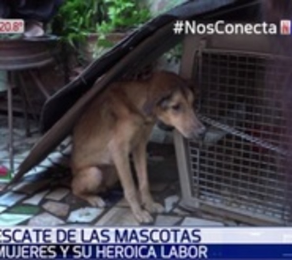 Mujer rescata a mascotas abandonadas en medio de la crecida - Paraguay.com