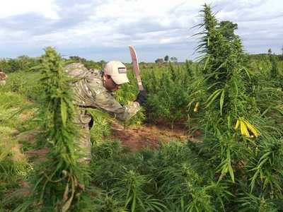 Alianza con Brasil permitió erradicar 14 mil toneladas de marihuana en cinco años | .::Agencia IP::.