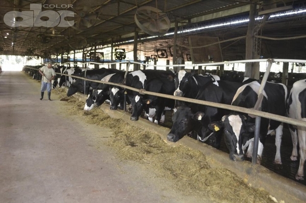 Caso brasileño de vaca loca no nos afectará, dice Senacsa - Nacionales - ABC Color