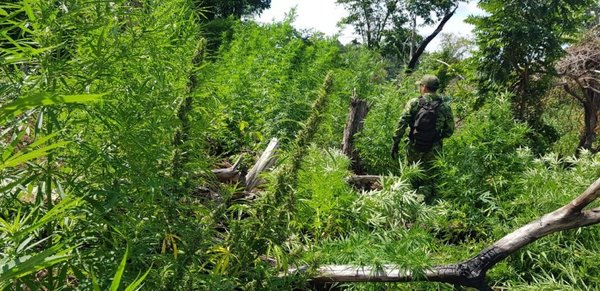 Destruyen 14 mil toneladas de marihuana en cinco años entre Paraguay y Brasil » Ñanduti