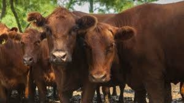 HOY / Aparece la 'vaca loca' en Brasil y China baja el pulgar: no afecta a Paraguay