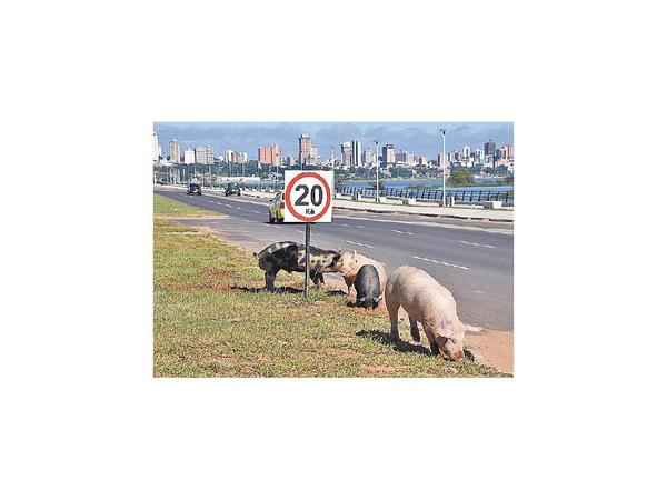 Chanchos sueltos arriesgan el tráfico en la Costanera Norte