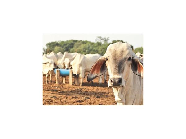 En Itapúa serán vacunadas 500.000 cabezas de animales