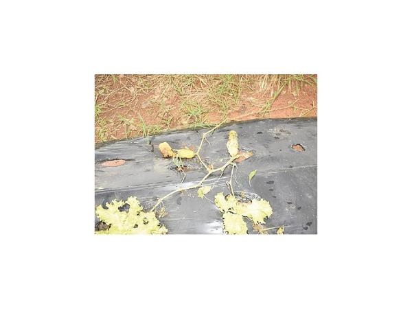 Producción de pepino se pierde por humedad en Misiones