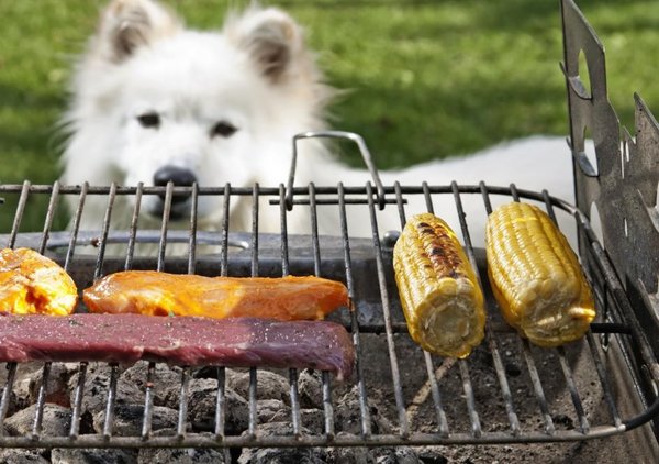 Carne a la parrilla no es buena para perros - Mascotas - ABC Color