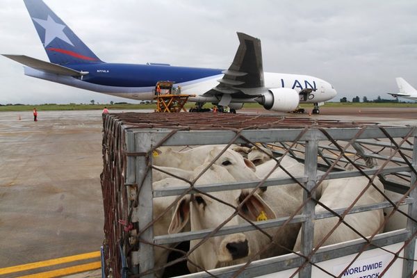 Un millón de cabezas de ganado paraguayo volarán a Kazajistán