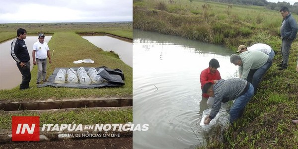 SIEMBRAN ALEVINES EN ESTANQUES DE COMUNIDADES INDÍGENAS DE ITAPÚA