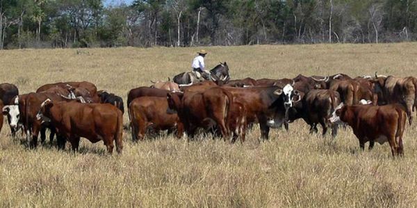 Vaca loca en Brasil: Preocupa a ARP vulnerabilidad en frontera