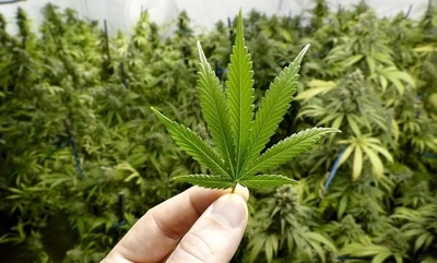 HOY / Productor de marihuana obtiene G. 20 millones por una hectárea de cultivo