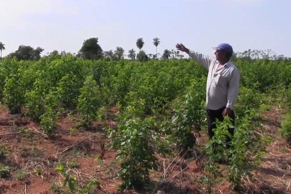 Productores de marihuana pueden ganar hasta G 20.000.000 por cosecha