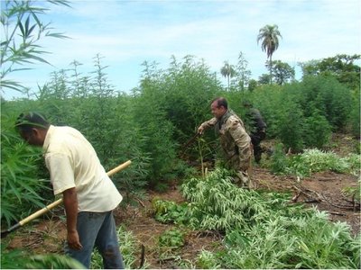Una hectárea de marihuana deja G. 20 millones de ganancia, dice productor