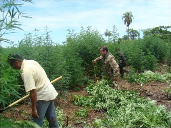 Una hectárea de marihuana deja G. 20 millones de ganancia, dice productor