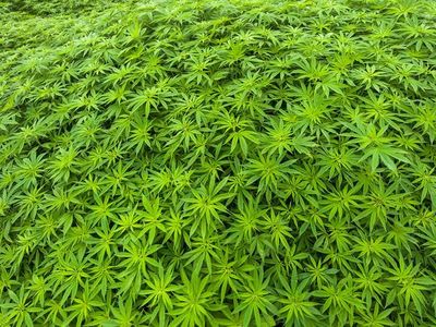 Plantando marihuana ganan G. 20 millones y con mandioca G. 2 millones