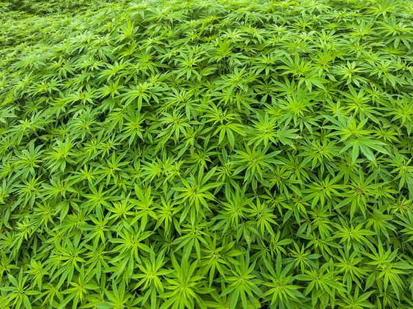 Plantando marihuana ganan G. 20 millones y con mandioca G. 2 millones