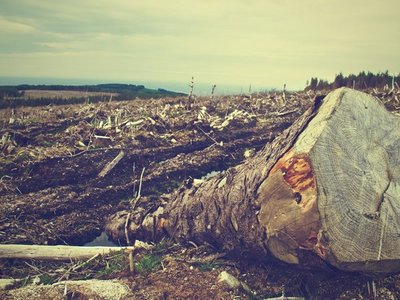 Denuncian deforestación de 4.000 hectáreas en el Chaco