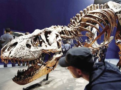 Museo mostrará un esqueleto auténtico de un Tyrannosaurus rex