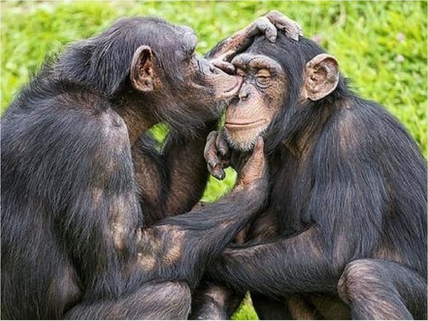 Los chimpancés tienen capacidad retentiva superior a la humana