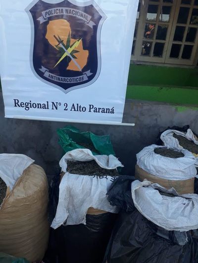 Allanan supuesto laboratorio de marihuana en Alto Paraná