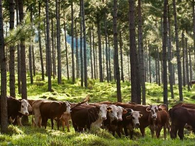 Congreso internacional sobre Sistema Silvopastoril se desarrollará en Paraguay