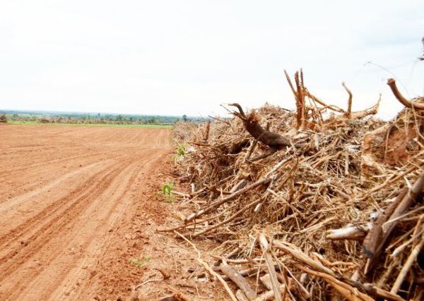 Con información pública detectan deforestación - Nacionales - ABC Color