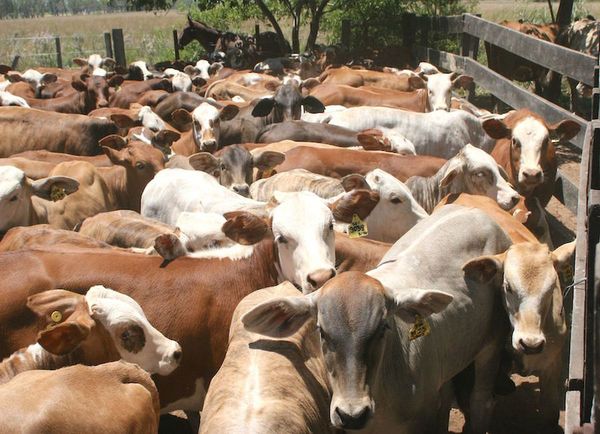 Caso de vaca loca en Brasil no tendrá impacto en Paraguay