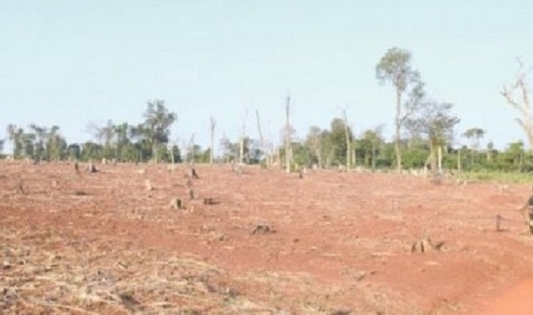 Detectan deforestación de más de 4.000 hectáreas en el Chaco