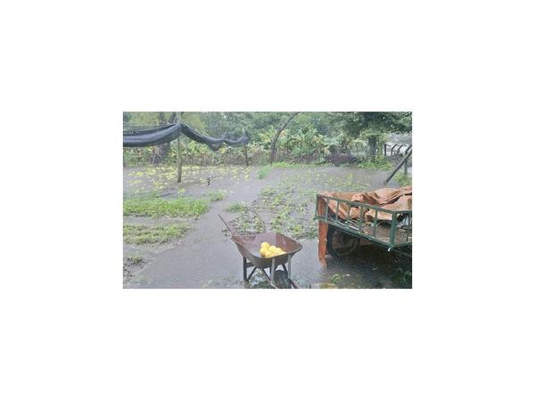 Inundación ocasiona grandes pérdidas a horticultores de Pilar