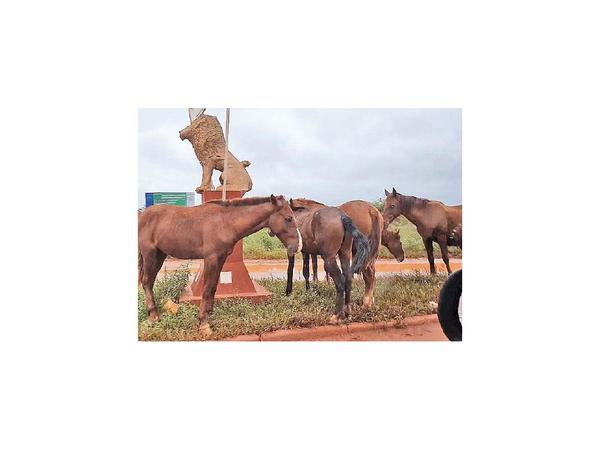 Continúa el drama de animales sueltos