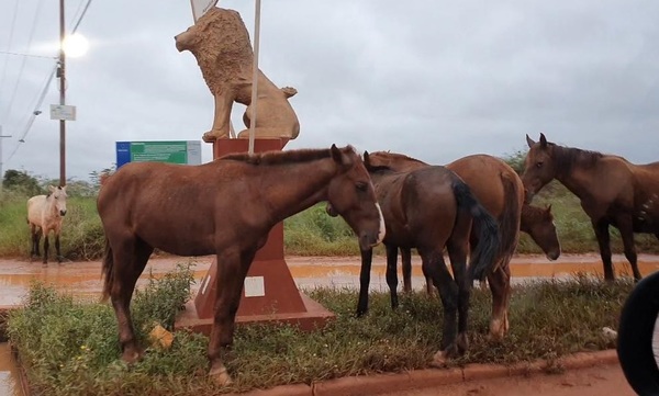 Continúa el drama de animales sueltos