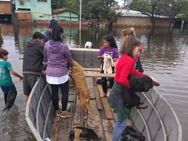 HOY / Crecida: rescatistas recogen unas 60 mascotas por día