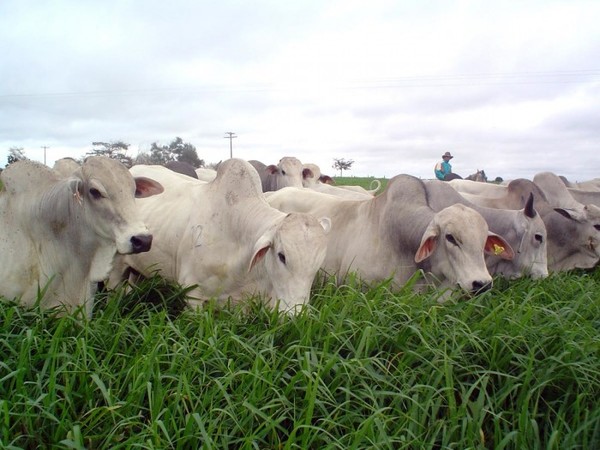 La vacunación de contra a aftosa genero una baja en la oferta de ganado para faena
