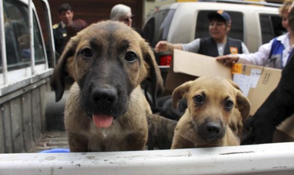 Rescatan unas 60 mascotas por día afectadas por crecidas - ADN Paraguayo