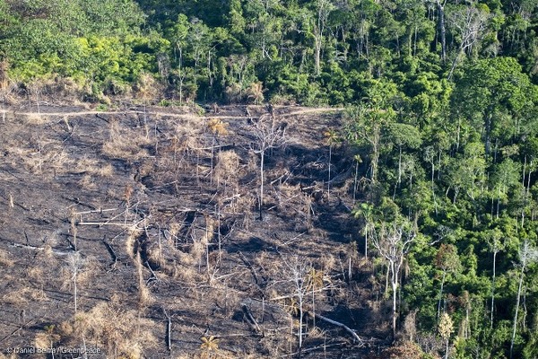 La deforestación del Amazonas llega a niveles alarmantes con Jair Bolsonaro | .::Agencia IP::.