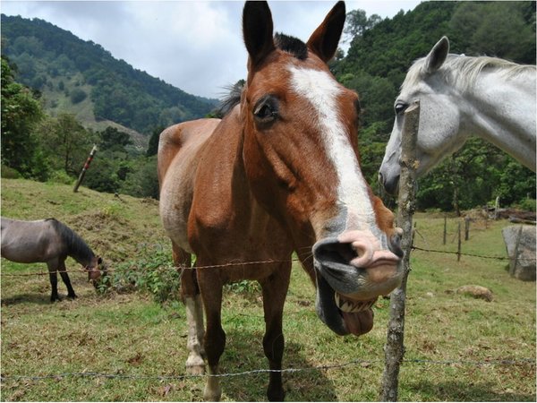 Subió venta de carne de caballo