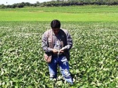 Sigue en vigencia la pausa fitosanitaria para el cultivo de la soja - Edicion Impresa - ABC Color