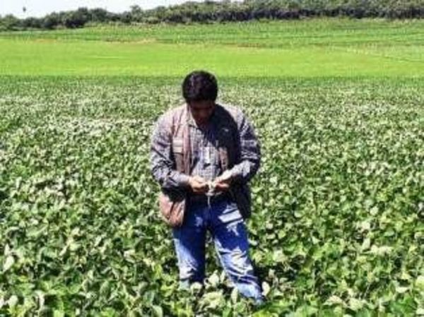 Sigue en vigencia la pausa fitosanitaria para el cultivo de la soja - Edicion Impresa - ABC Color
