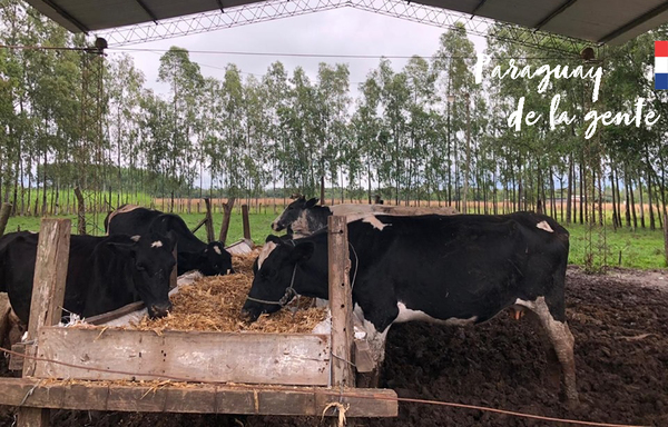 Fomentan aumento de producción láctea en el Sur - ADN Paraguayo
