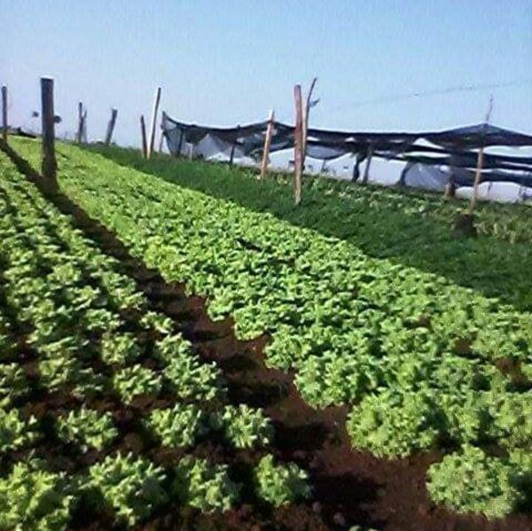 Desconocidos se alzan con motores de irrigadores en Minga Guazú