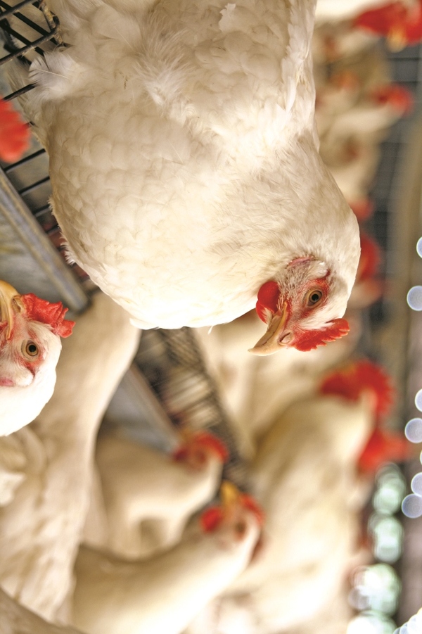 Crecen un 20% las exportaciones avícolas de Paraguay en primer cuatrimestre