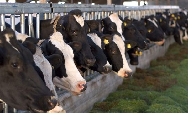 Brasil suspende venta de carne bovina a China por caso “atípico” de vaca loca