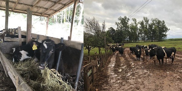 MEJORAMIENTO GENÉTICO EN GANADO LECHERO