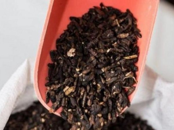Harina de insectos y helado de grillos contra la escasez alimentaria