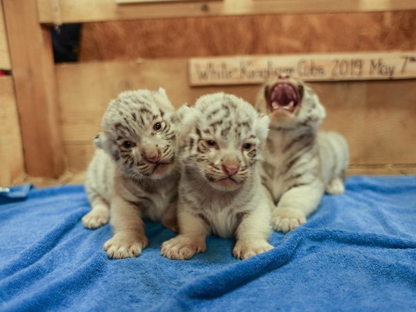 Presentan a cachorros trillizos del amenazado tigre blanco