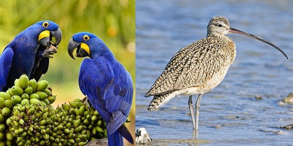 DOS AVES YA SE EXTINGUIERON EN PARAGUAY Y 66 ESTÁN EN PELIGRO