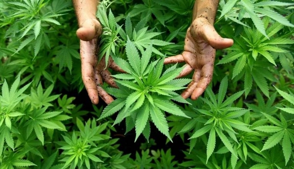 HOY / Legalización de la marihuana, ¿alternativa viable (y rentable) en Paraguay?