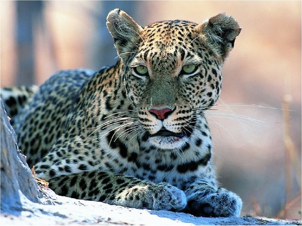 Leopardo mata a un niño de 2 años en el Parque Kruger de Sudáfrica