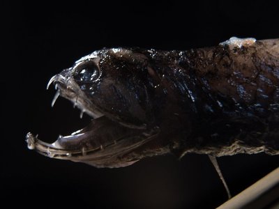 Un tipo de peces oculta amenaza a presas con dientes transparentes