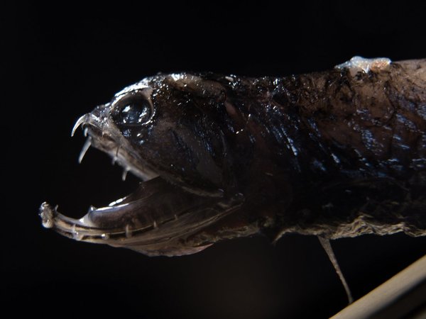 Un tipo de peces oculta amenaza a presas con dientes transparentes